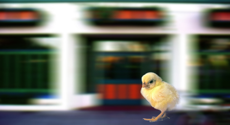 Baby Cock vs Spigot